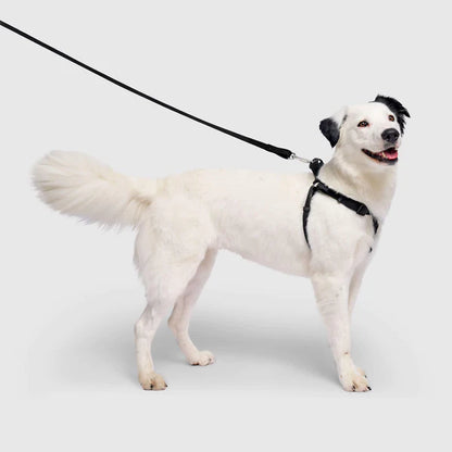 A Pet On a Harness