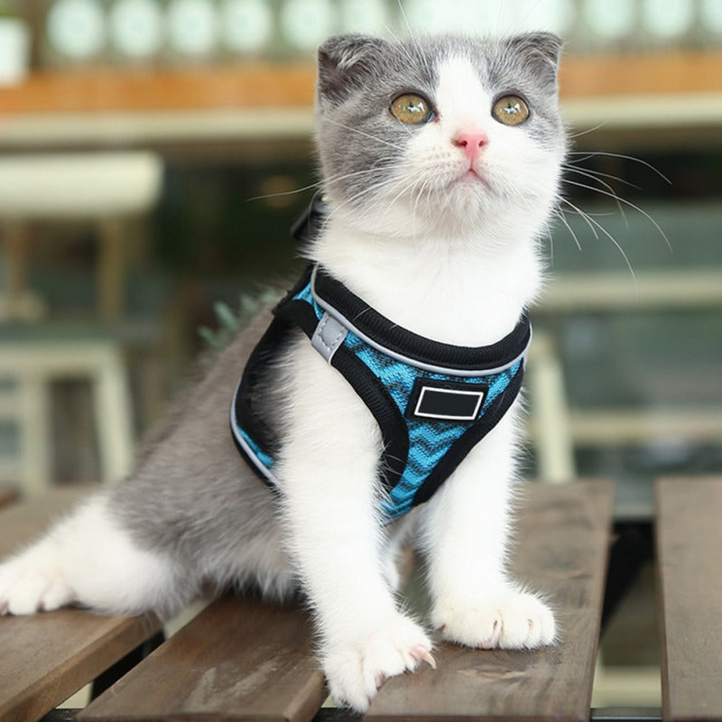 Cat wearing Reflective Chest Harness
